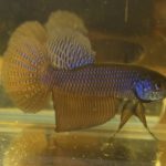 betta107