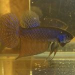 betta107