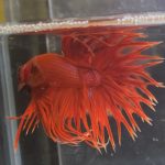 betta105