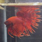 betta105