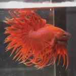 betta105