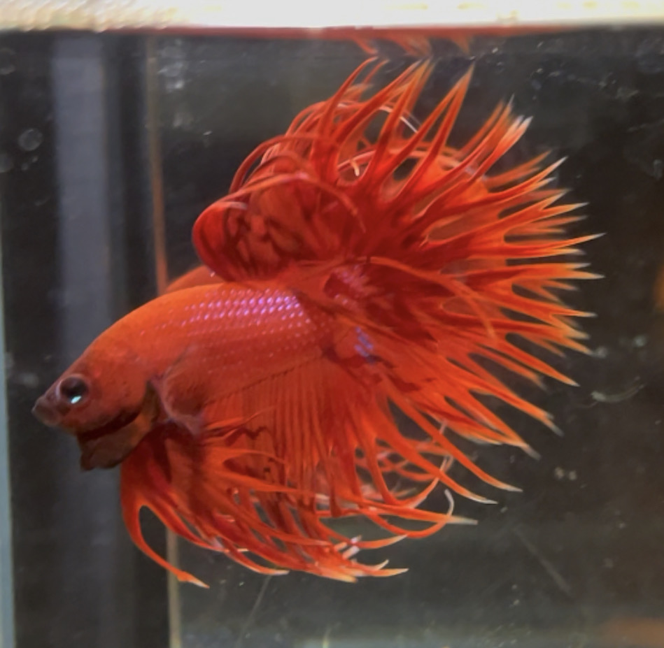 betta105