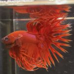 betta105