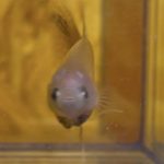 betta108