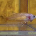 betta108
