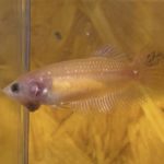 betta108