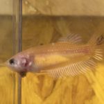 betta108