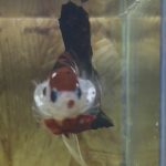 betta101