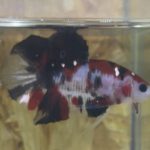 betta101