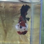 betta101