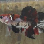 betta101