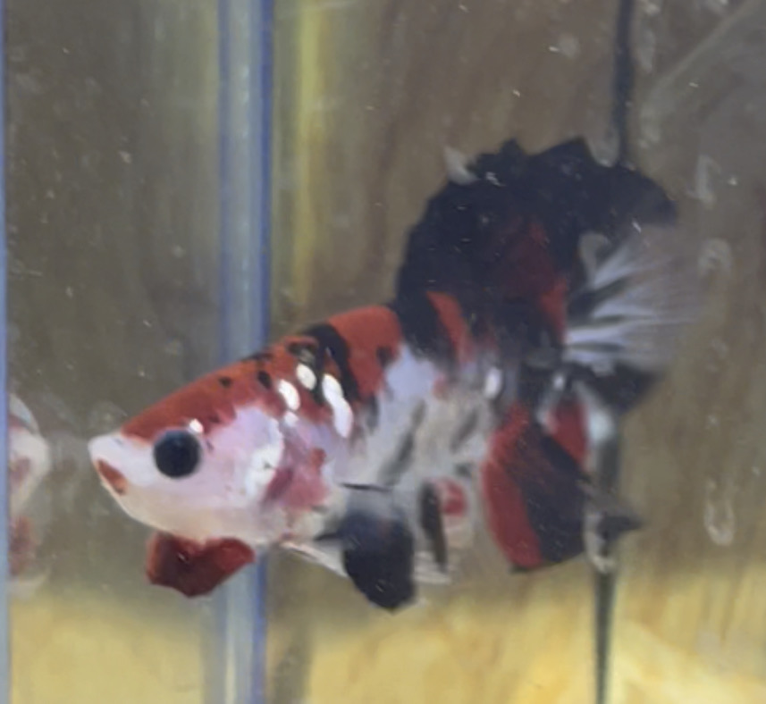 betta101