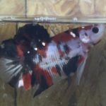 betta101