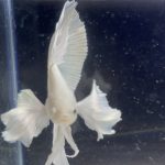 betta111