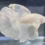 betta111