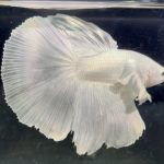 betta111