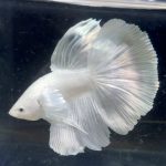 betta111