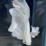betta111