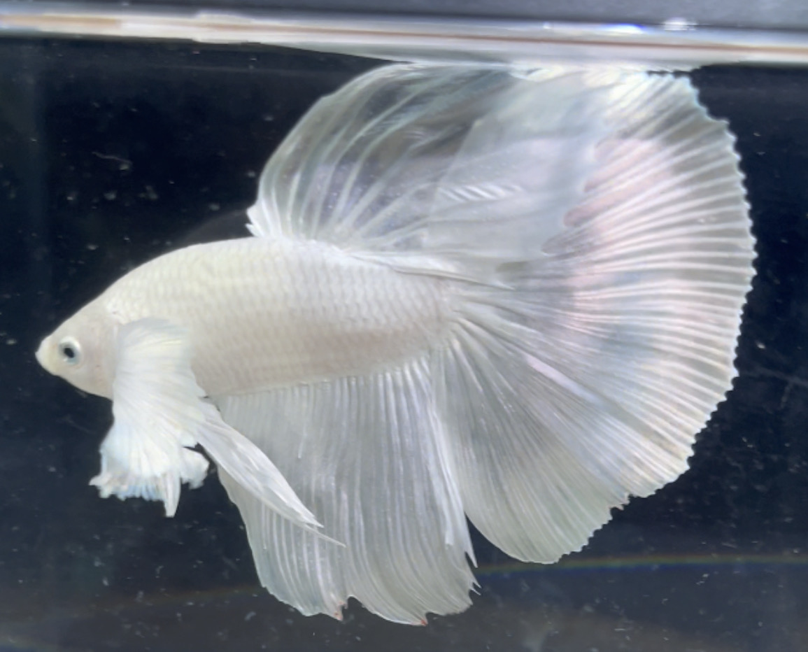 betta111