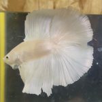 betta110