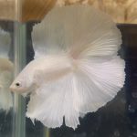 betta110