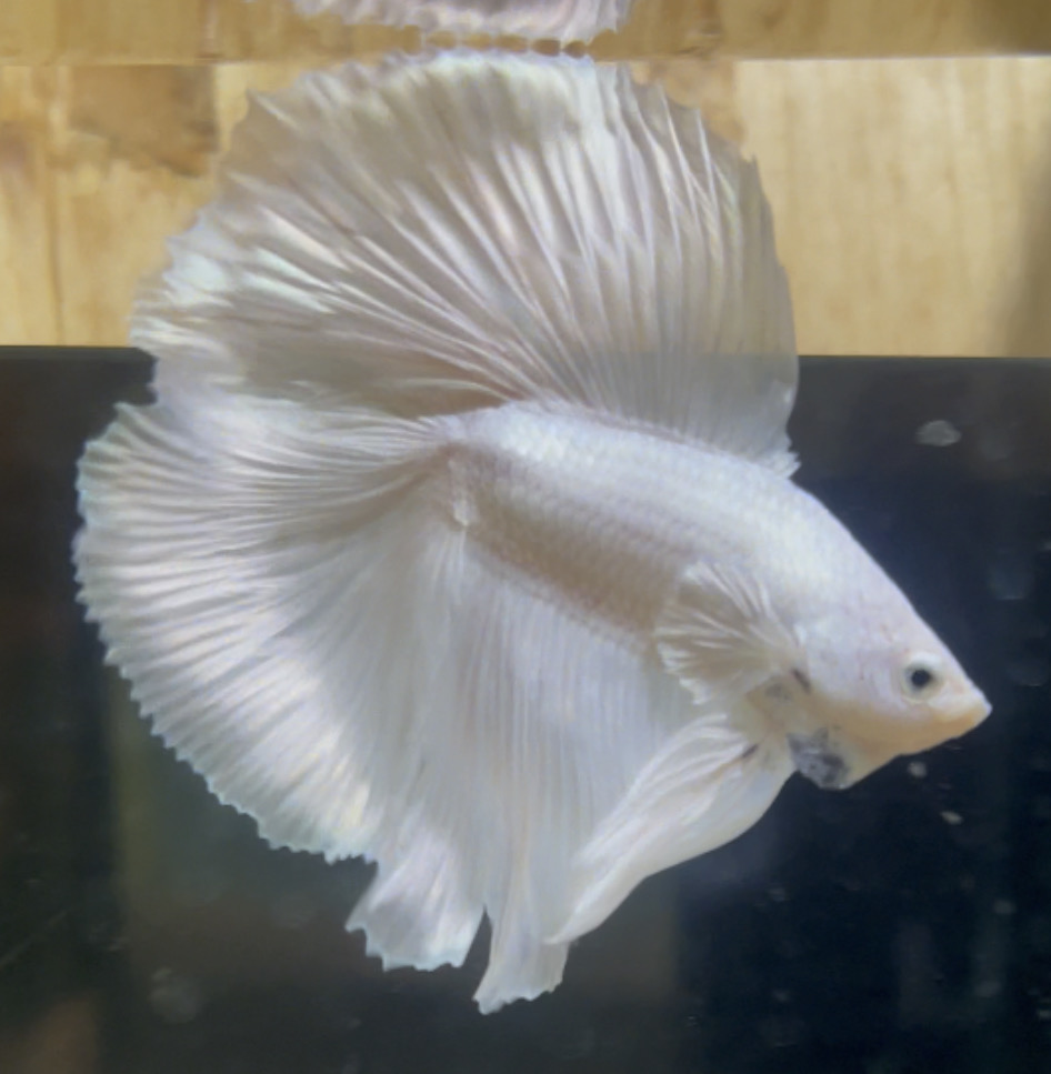betta110