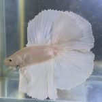 betta110