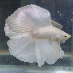 betta110