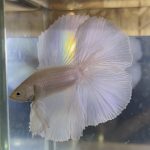 betta110
