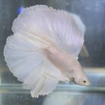 betta110