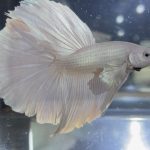 betta121