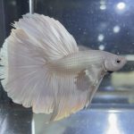 betta121