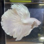 betta121