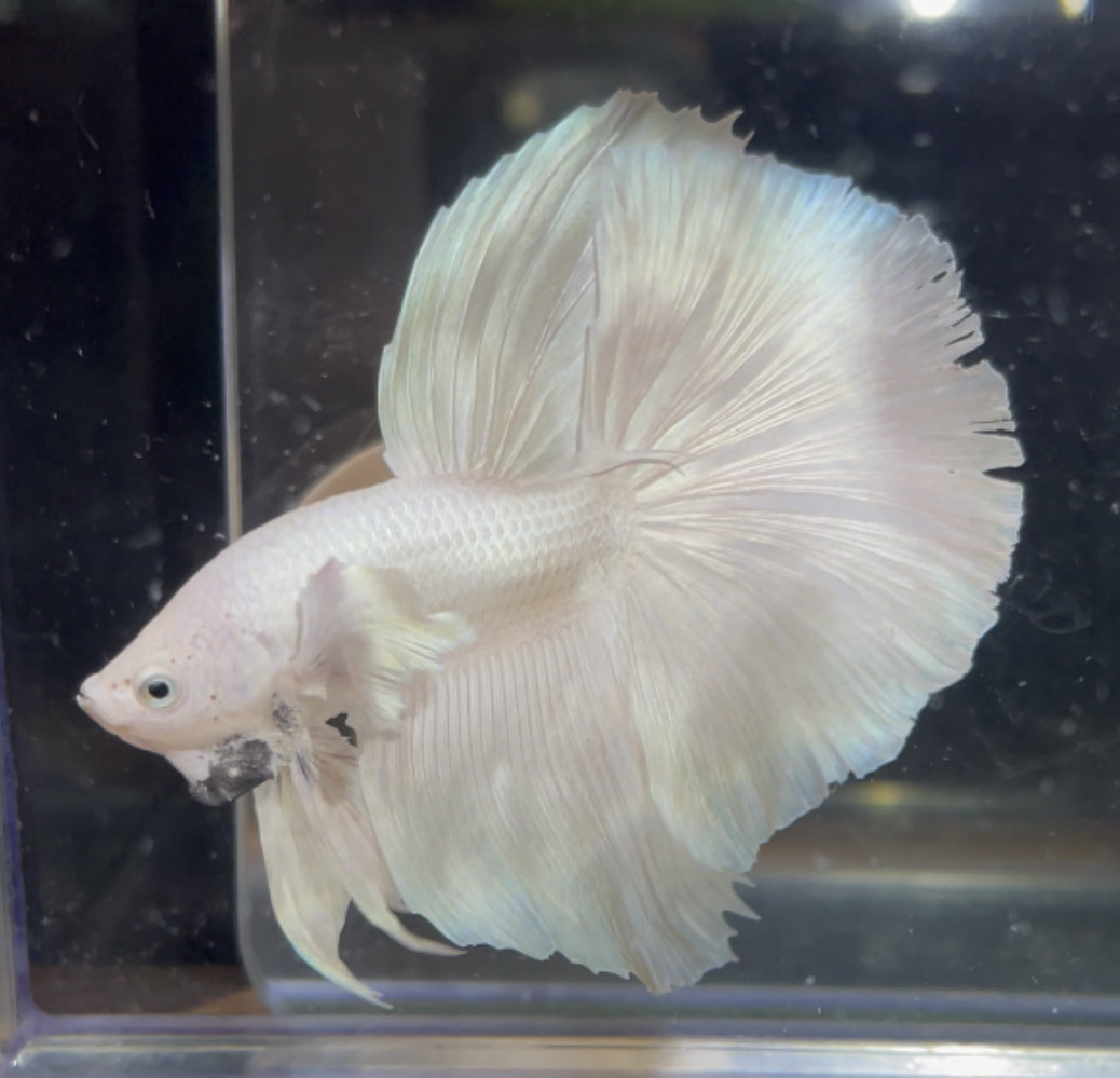 betta121