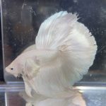 betta121