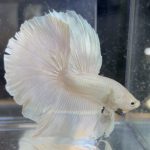 betta121
