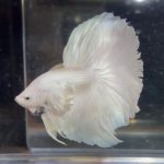 betta121