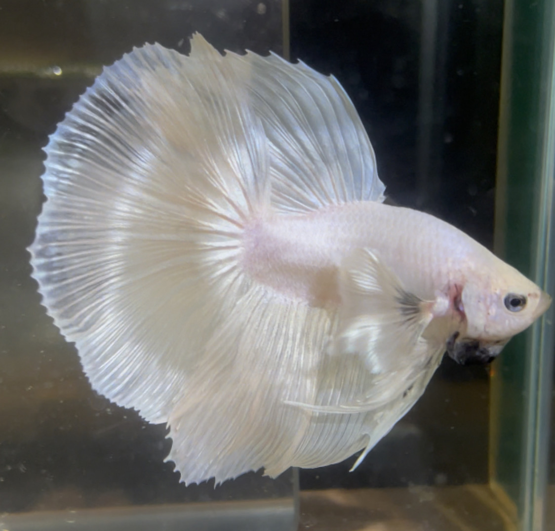betta123