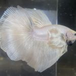 betta123