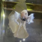 betta123