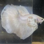 betta123