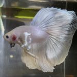 betta123