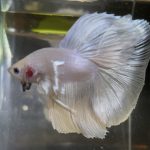 betta123
