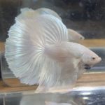 betta125
