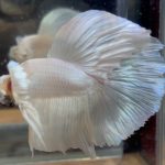 betta125