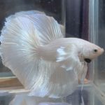 betta125