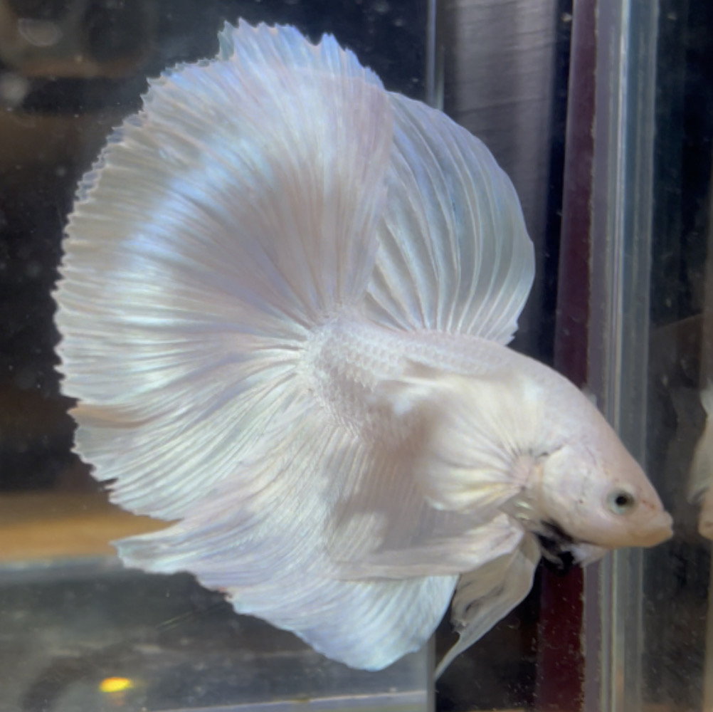 betta125