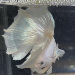 betta125