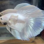 betta125