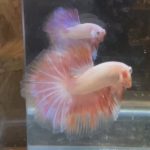 betta117